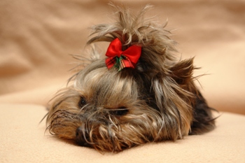 No self-respecting Yorkie is ever seen without its hair jewelry!  Photo taken by Aneta Blaszczyk of Elblag, Poland.